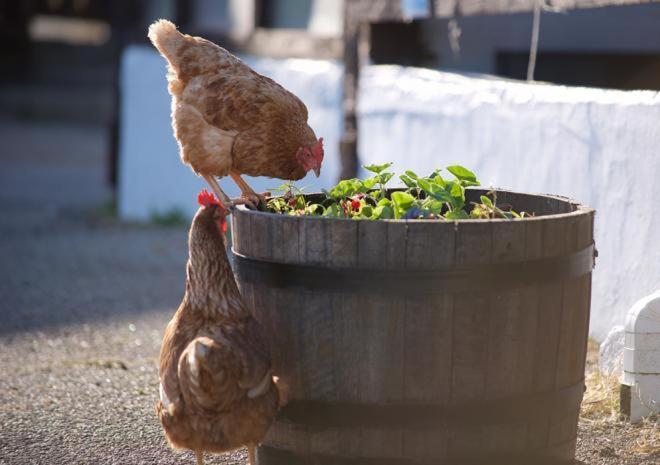 Rosefinch Sleeps 2 Persons-Private Hot Tub-Tranquil Holiday Away From It All Yet Not Far From St Austell- The Holiday Home Has One Bedroom, Living And Dining Area, Equipped Kitchen-Decking-Outdoor Furniture-Fishing Lakes-Non Pet Unit Екстериор снимка